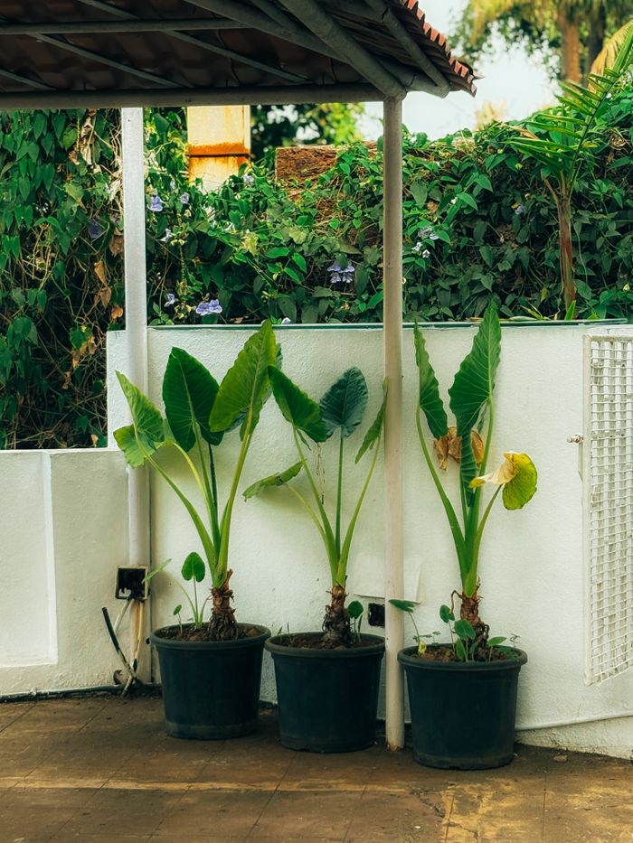 Three lush potted plants arranged on a patio under partial shade.