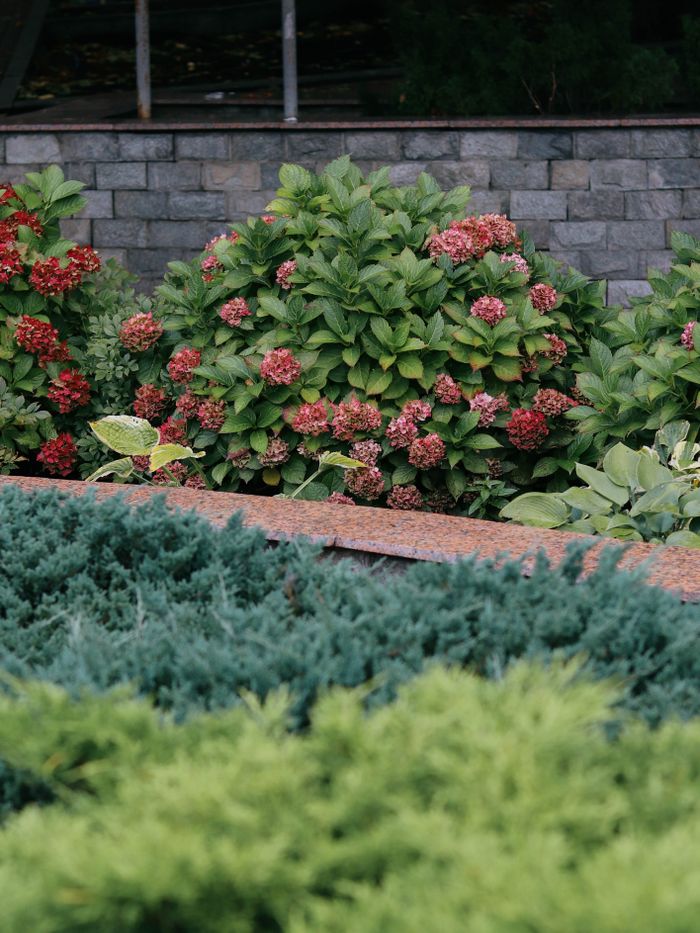 Mastering the First Impression: Your intriguing post title goes here Vibrant garden scene featuring blooming hydrangeas and greenery against a brick wall backdrop.
